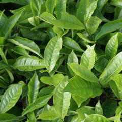 Longevity Superfood & Greens